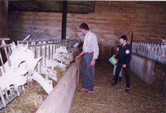 L'élevage de chèvres chez un agriculteur portois