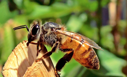 Déclaration de ruches 2016